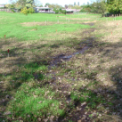 The field 2. Cambridge Tree Trust